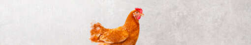 ergaenzungsfuttermittel gefluegel filterbild ergaenzungsfuttermittel gefluegel filterbild